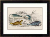 Various Species of Seals. Left: Common Seal Bottom Right: Fetid Seal Stampa giclee con cornice Various Species of Seals. Left: Common Seal Bottom Right: Fetid Seal Stampa giclee con cornice