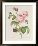 Rosa Centifolia Gerahmter Giclée-Druck von Pierre-Joseph Redouté