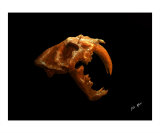 Smilodon Cat - Sabre Tooth Tiger Photographic Print by TRAY MEAD
