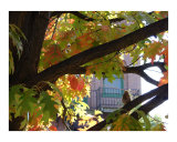 Autumn bird Photographic Print by Katerina Kitchen