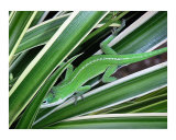 Anole Hiding In Spider Plant Photographic Print by Lucyna A M Green