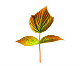 Bright Autumn Leaf Photographic Print by Gudni Einarsson