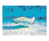 Smiling Stingray Photographic Print by Anne Flinn Powell