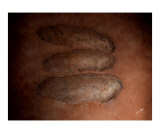 Tyrannosaurus Rex Eggs Photographic Print by TRAY MEAD