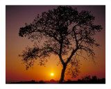Sunrise and Oak Photographic Print by Auralee Dallas
