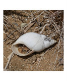 Giant Ground Snail Shell Photographic Print by Dezine Zone