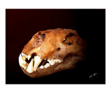 American Lion - The World's Largest Cat Photographic Print by TRAY MEAD