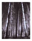 Ghost Forest Lámina fotográfica por Auralee Dallas Ghost Forest Lámina fotográfica por Auralee Dallas