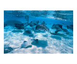 Stingray City Photographie par Anne Flinn Powell