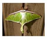 Luna Moth Ready for Flight Photographic Print by Bryce Meyer Luna Moth Ready for Flight Photographic Print by Bryce Meyer