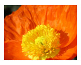 Orange Poppy Photographic Print by Mary Lane