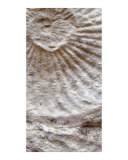 Fossil Four Photographic Print by A Villaronga