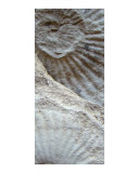 Fossil Three Photographic Print by A Villaronga