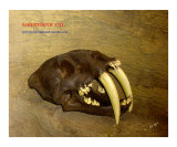 Smilodon Saber Toothed Cat Photographic Print by TRAY MEAD