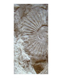 Fossil One Photographic Print by A Villaronga