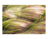 Wild Rye Photographic Print by Joel Stuthman