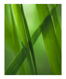 A Bugs View Photographie par Jeanne Apelseth