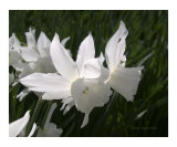 Daffodil Flower Fairies Photographic Print by Amy Reges