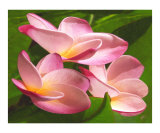 Plumeria Trio - Frangipani Photographic Print by Ben & Raisa Gertsberg