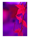 Autumn Photographic Print by Karloss Scaplehorn