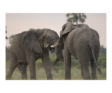 Elephant Bulls Fighting Photographic Print by Mark Levy
