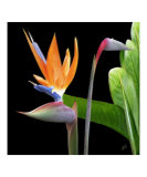 Bird of Paradise - Royal Beauty II Photographic Print by Ben & Raisa Gertsberg