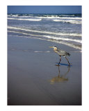 Creatures of the Gulf - Hunkering Down Photographic Print by Lucyna A M Green