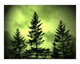 Green Sky Evergreens Lámina fotográfica por Gene Cyr Green Sky Evergreens Lámina fotográfica por Gene Cyr