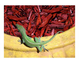 Anole Getting A Better Look Photographic Print by Lucyna A M Green