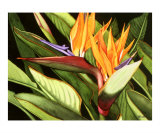 Jumeaux Reproduction procédé giclée par Jolly Kornicks