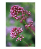 Pink, Purple, and Red Flowers Photographic Print by Frank Tschakert