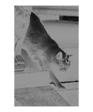 Green Eyes Photographic Print by Thomas Weems Green Eyes Photographic Print by Thomas Weems