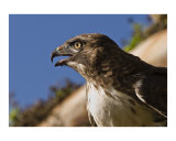 Hawk Profile Photographie par Jak Wonderly