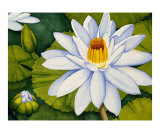 Paradise Giclee Print by Jolly Kornicks