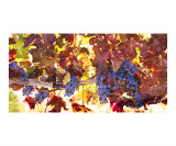 Autumn Vines Photographic Print by Richard Duval