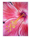 Red Hibiscus reproduction procédé giclée par Rs Wadle