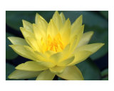 Lotus Photographie par Jennifer Holloway