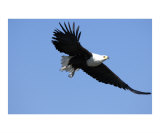 Flying Fish Eagle Photographic Print by Mark Levy
