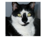 Paco Pussycat Photographic Print by Florene 