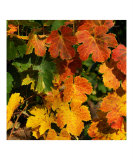 Feuilles de Vigne en Automne Photographic Print by Patrick Morand