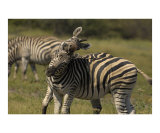 Fighting for Dominance Photographic Print by Mark Levy