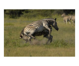 Zebra fighting Photographic Print by Mark Levy
