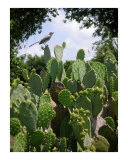 A Prickly Perch Photographic Print by Lucyna A M Green