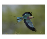 Lilac Breasted Roller Photographic Print by Mark Levy