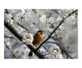 Cherry Blossom Bird Photographie par William Luo