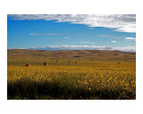 Bales Amongst The Sunflowers Photographic Print by Alexis Swendener