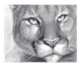 Cougar Pride Giclee Print by Carla Kurt