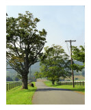 Country Road Photographic Print by Dw Labs 