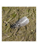 Guinea Fowl Feather Photographic Print by Dezine Zone