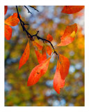 Fall Foliage 2 Photographic Print by Kim Straus